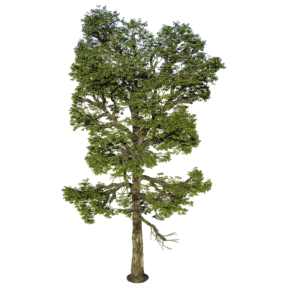 decoration – Carya Ovalis 01 01 3D Model