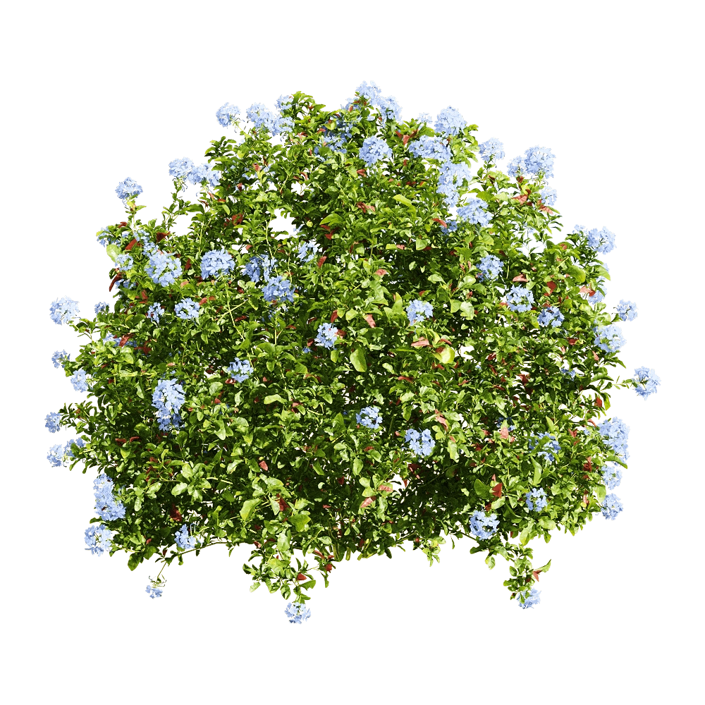 decoration – Ceratostigma plumbaginoides 4 3D Model decoration – Ceratostigma plumbaginoides 4 3D Model