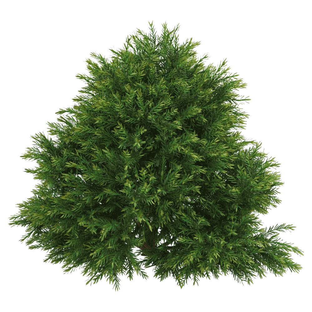 decoration – Chamaecyparis pisifera Sungold 01 03 3D Model