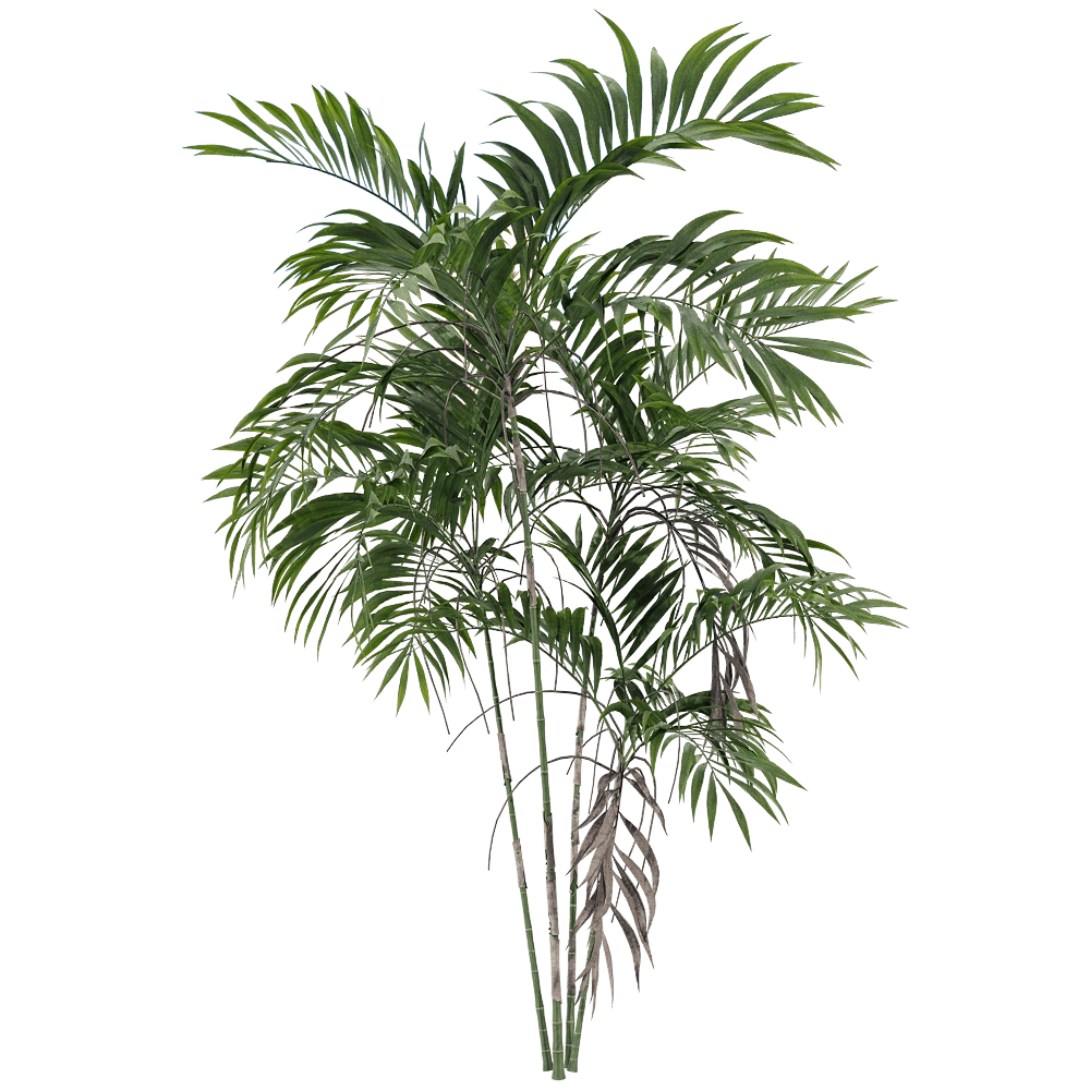 decoration – Chamaedorea costaricana 1 3D Model