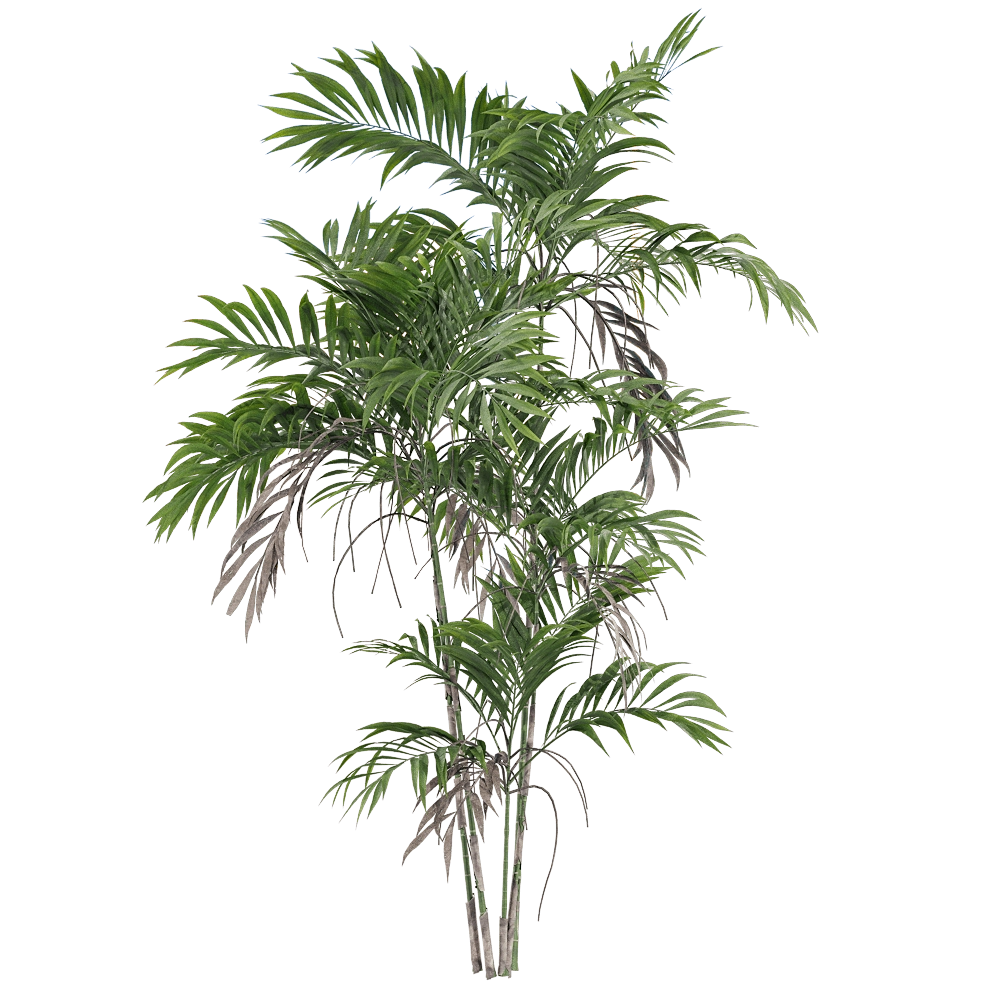 decoration – Chamaedorea costaricana 2 3D Model