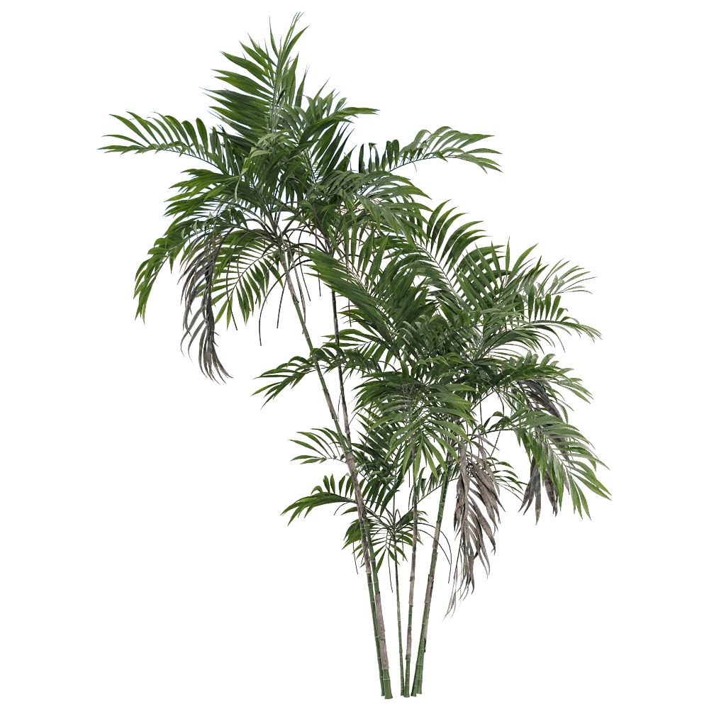decoration – Chamaedorea costaricana 3 3D Model