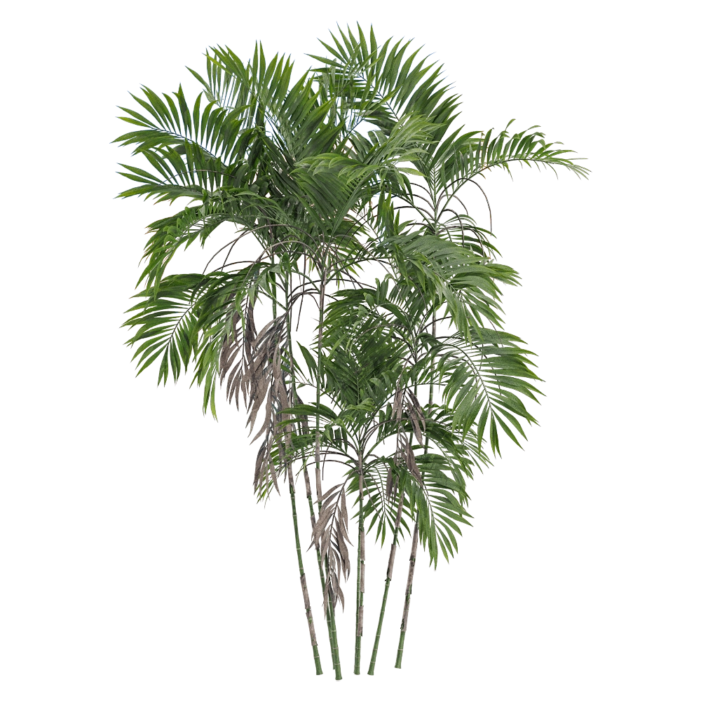 decoration – Chamaedorea costaricana 4 3D Model