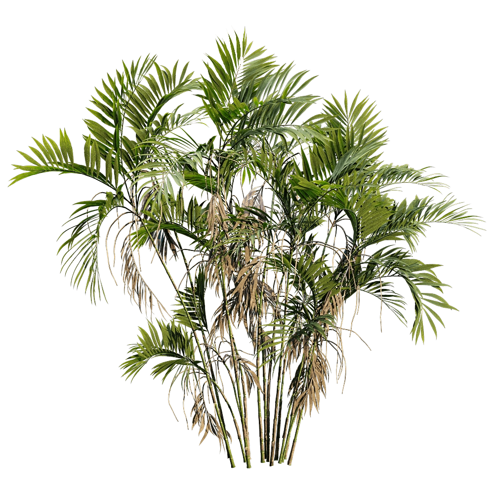 decoration – Chamaedorea Costaricana 5 3D Model