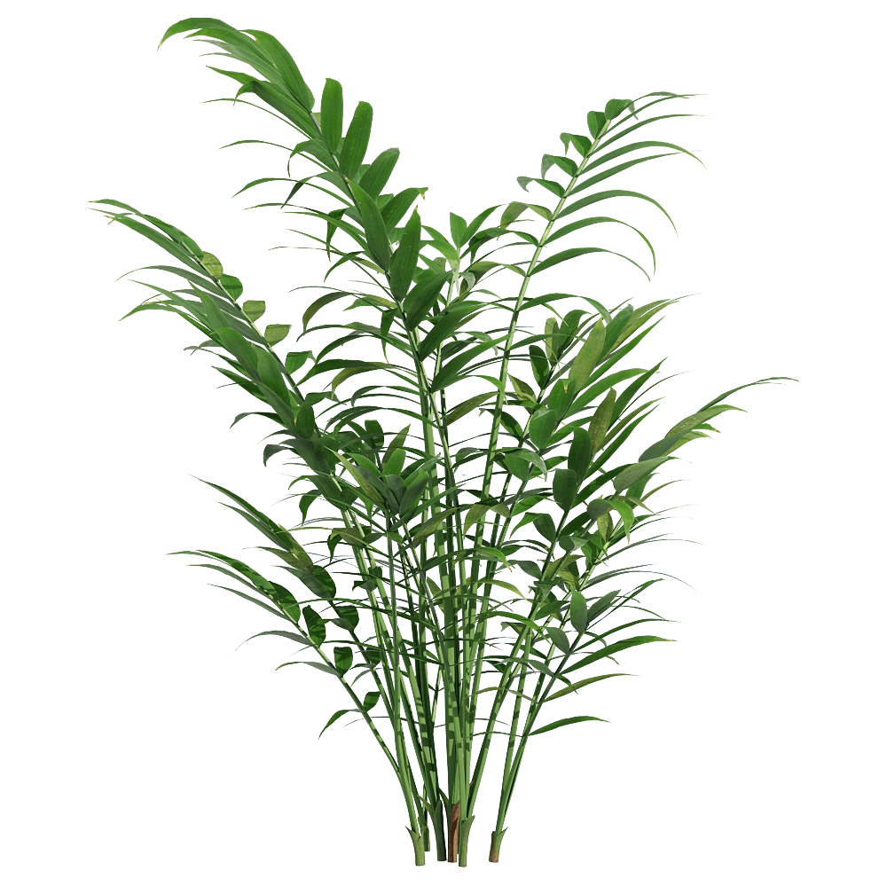 decoration – Chamaedorea elegans 1 3D Model decoration – Chamaedorea elegans 1 3D Model