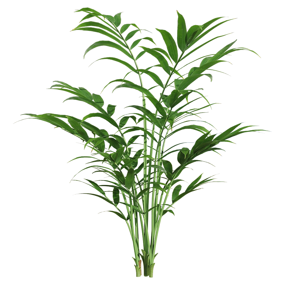decoration – Chamaedorea elegans 2 3D Model decoration – Chamaedorea elegans 2 3D Model