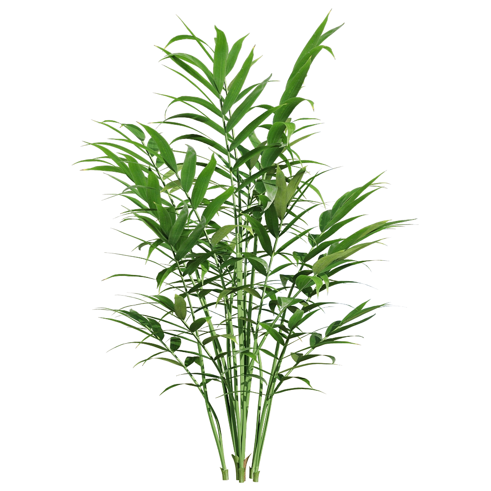 decoration – Chamaedorea elegans 3 3D Model decoration – Chamaedorea elegans 3 3D Model