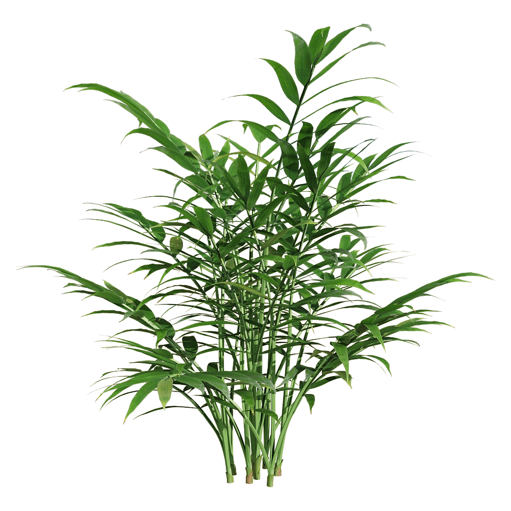 decoration – Chamaedorea elegans 4 3D Model decoration – Chamaedorea elegans 4 3D Model