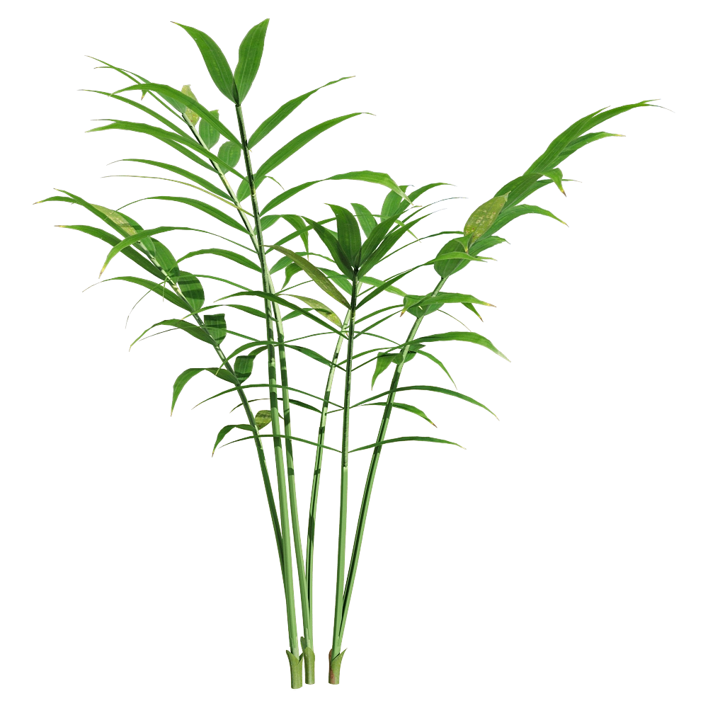 decoration – Chamaedorea elegans 5 3D Model decoration – Chamaedorea elegans 5 3D Model