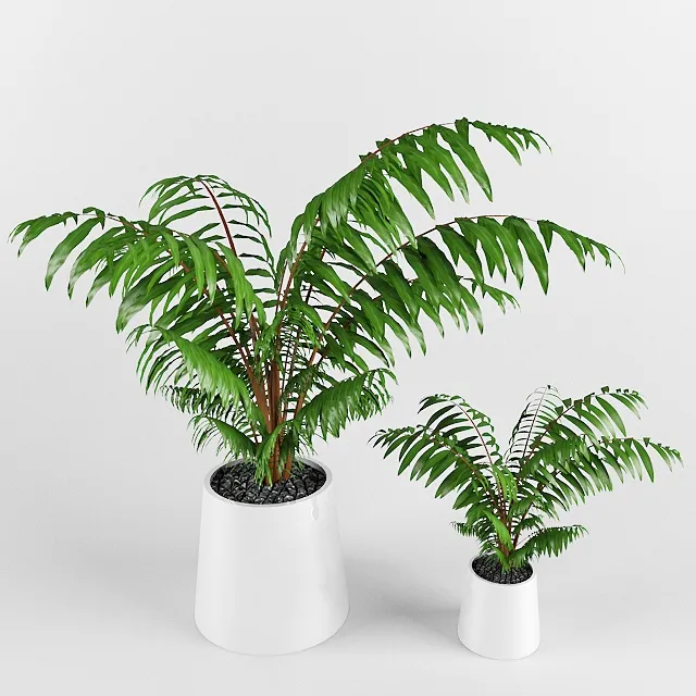 decoration – Chamaedorea  plant 03 3D Model