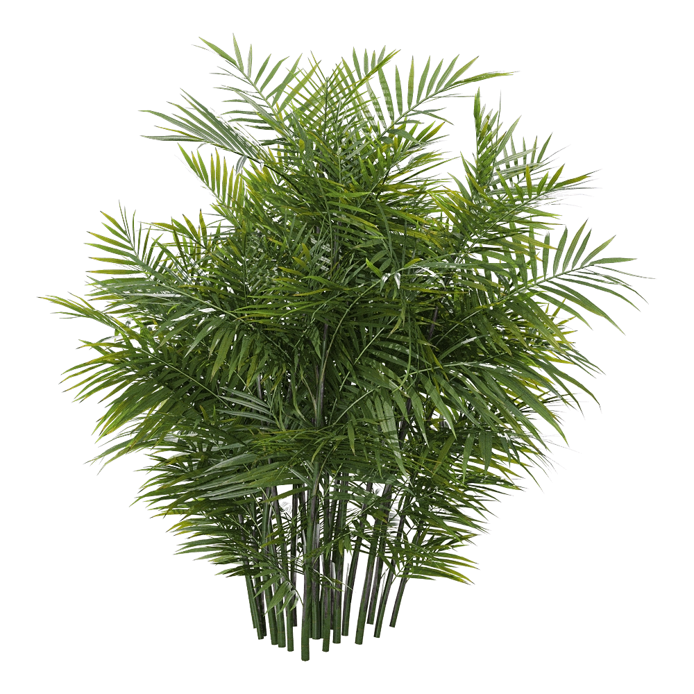 decoration – Chamaedorea seifrizii 1 H 3D Model decoration – Chamaedorea seifrizii 1 H 3D Model