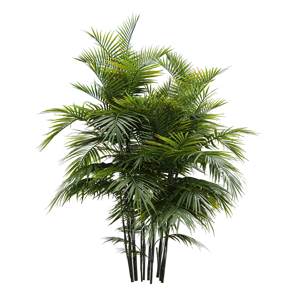 decoration – Chamaedorea seifrizii 2 3D Model decoration – Chamaedorea seifrizii 2 3D Model