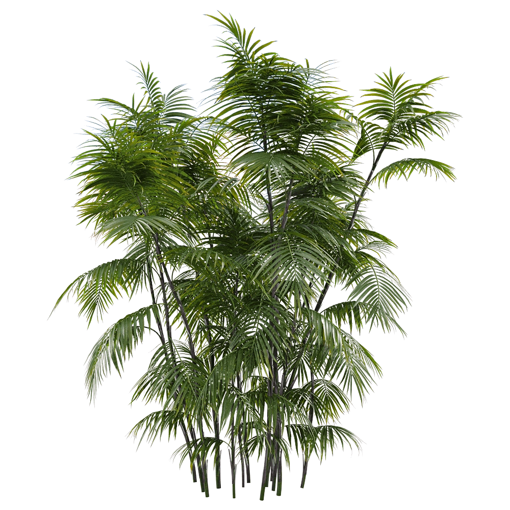 decoration – Chamaedorea seifrizii 3 3D Model