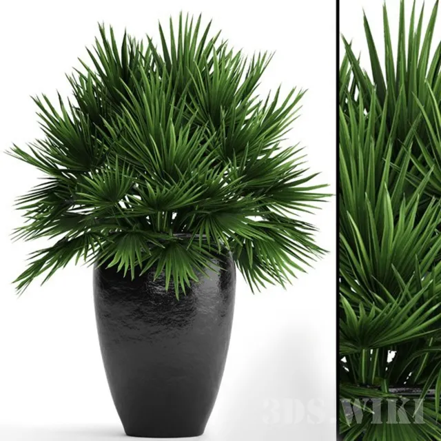 decoration – Chamaerops 3D Model decoration – Chamaerops 3D Model