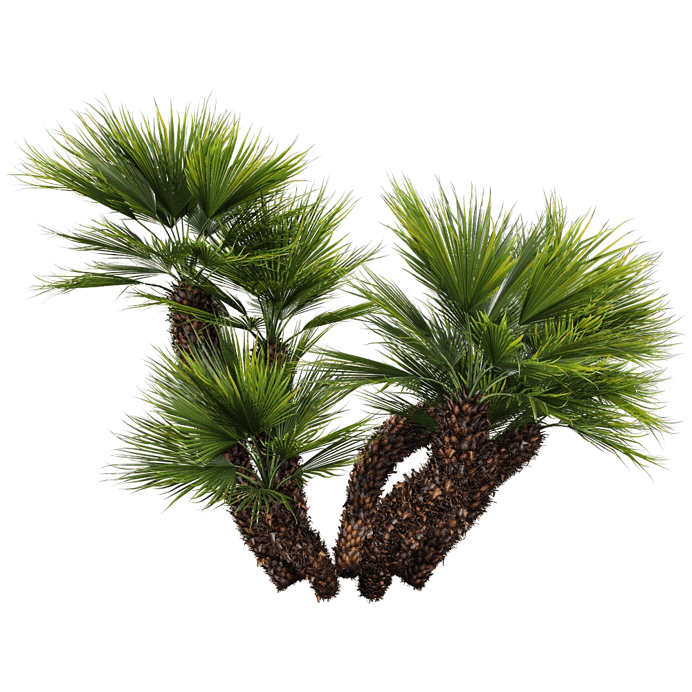 decoration – Chamaerops humilis 1 H 3D Model decoration – Chamaerops humilis 1 H 3D Model