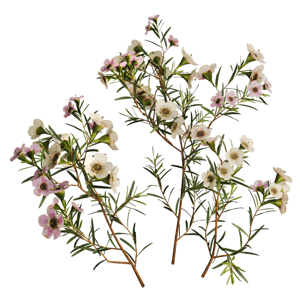 decoration – Chamelaucium Uncinatum 01 01 3D Model