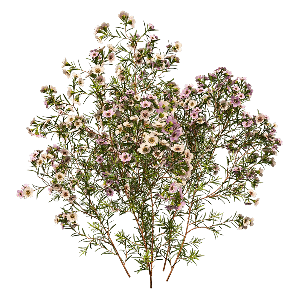 decoration – Chamelaucium Uncinatum 01 02 3D Model