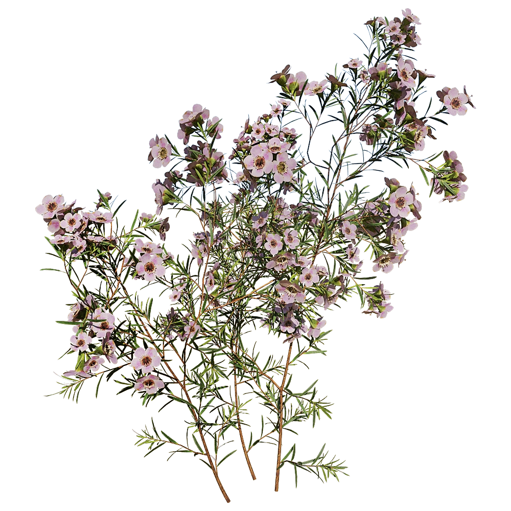 decoration – Chamelaucium Uncinatum 01 04 3D Model