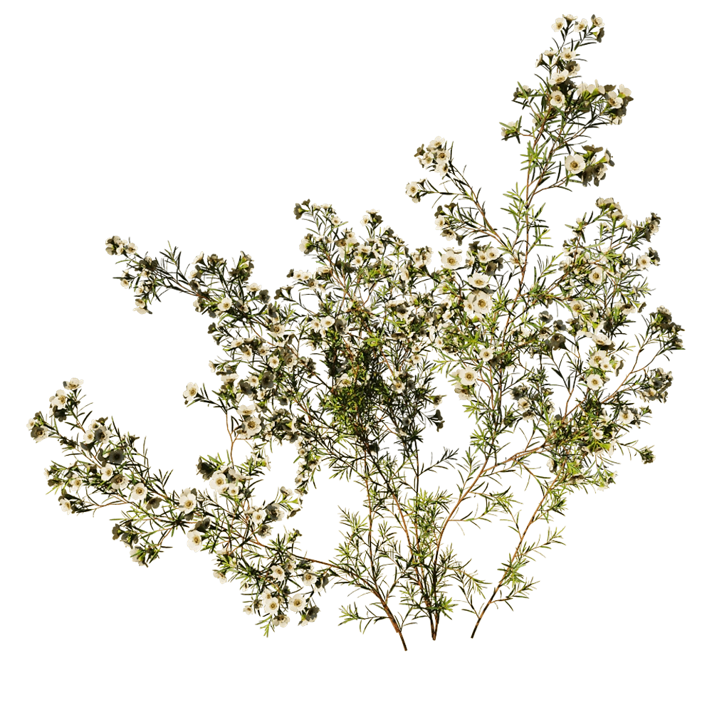 decoration – Chamelaucium Uncinatum 01 05 3D Model