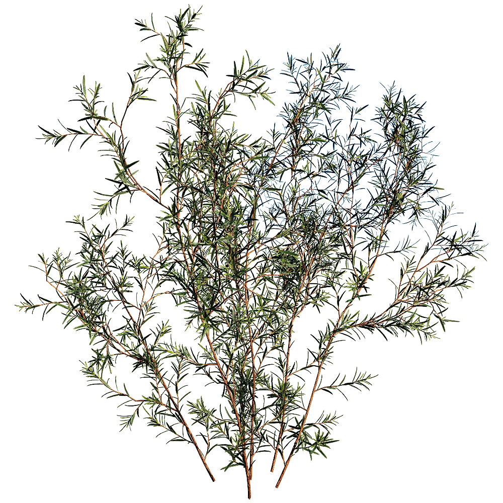 decoration – Chamelaucium Uncinatum 01 06 3D Model