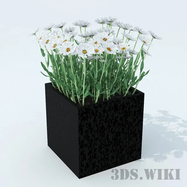 decoration – Chamomile 3D Model