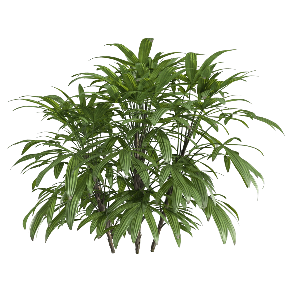 decoration – Chuniophoenix humilis 1 3D Model decoration – Chuniophoenix humilis 1 3D Model