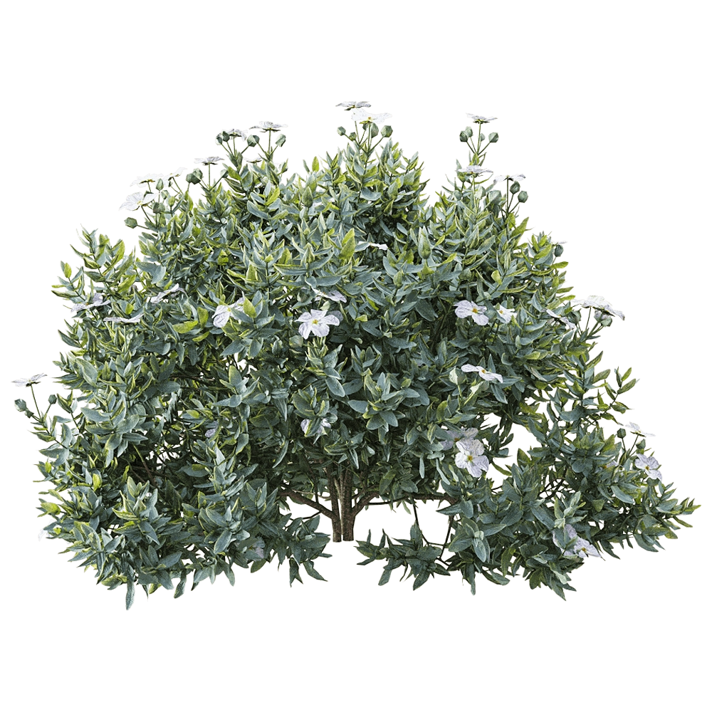 decoration – Cistus albidus 2 3D Model
