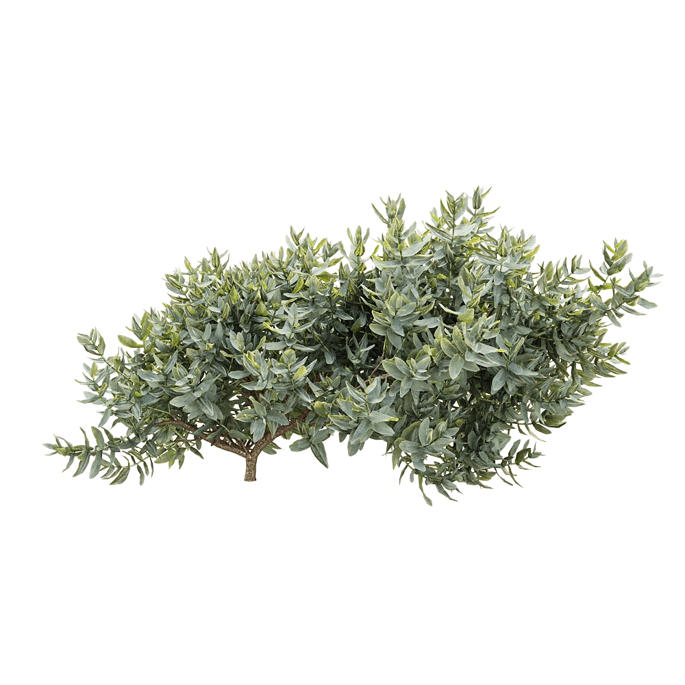 decoration – Cistus albidus 3 3D Model