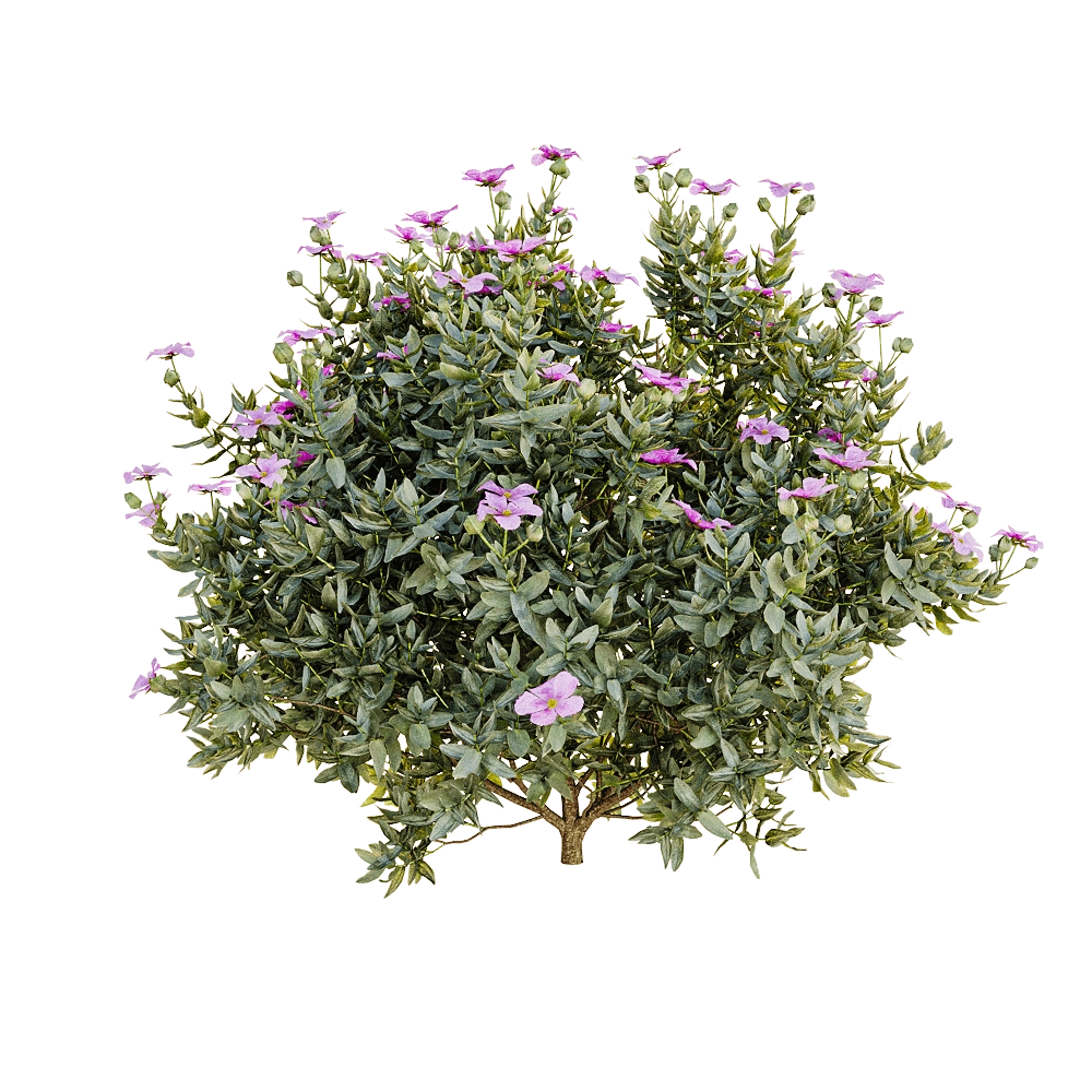 decoration – Cistus albidus 3D Model