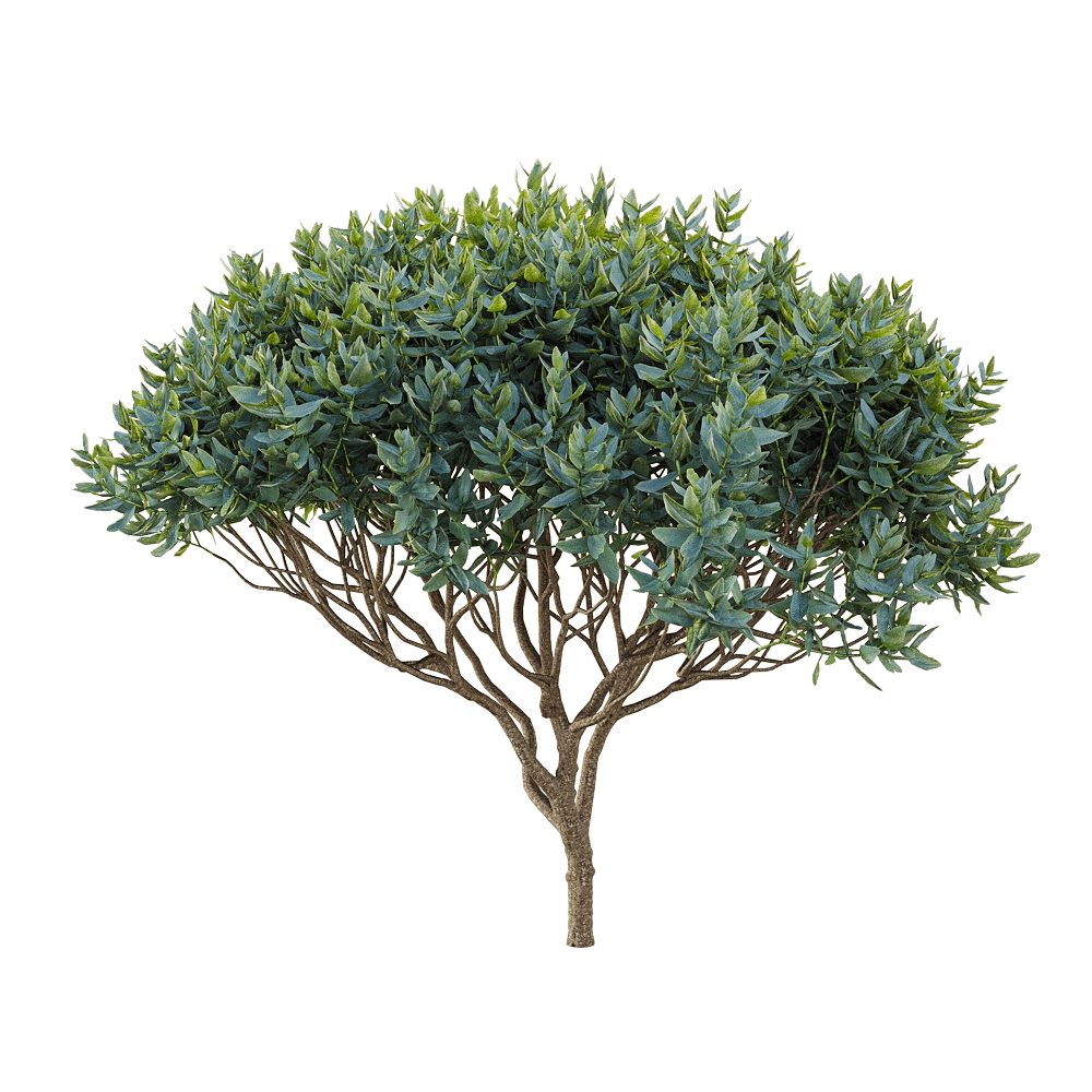 decoration – Cistus albidus 4 3D Model