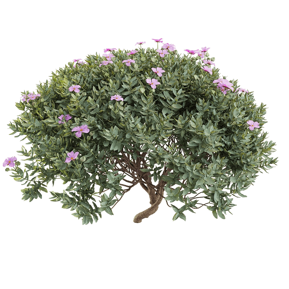 decoration – Cistus albidus 5 3D Model