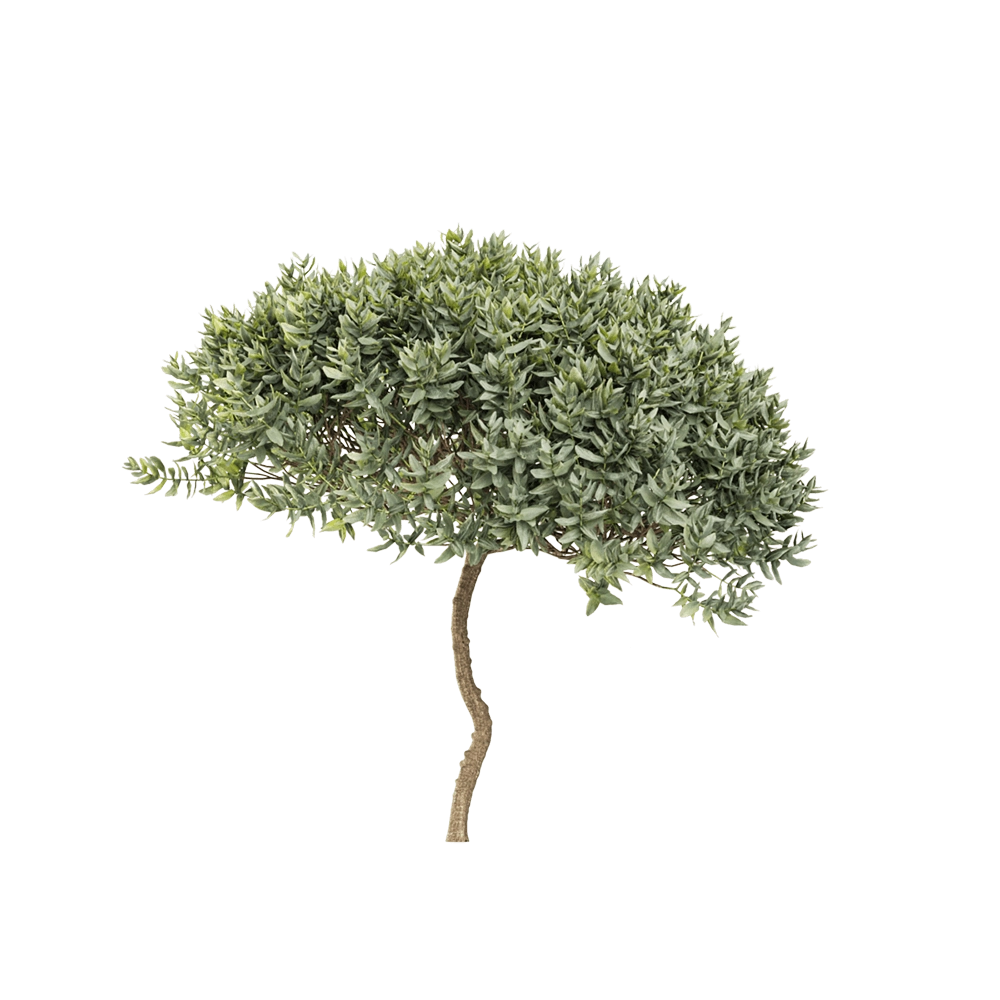 decoration – Cistus albidus 6 3D Model