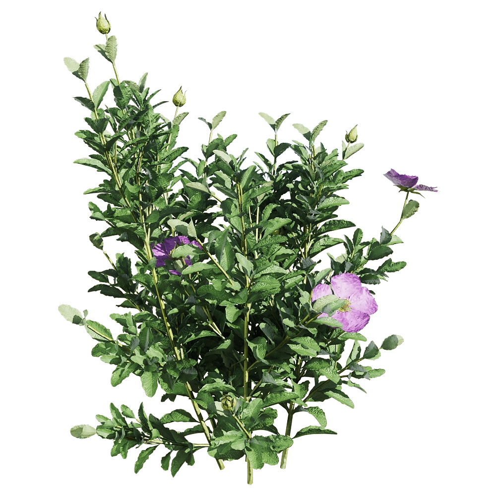 decoration – Cistus incanus 1 3D Model decoration – Cistus incanus 1 3D Model