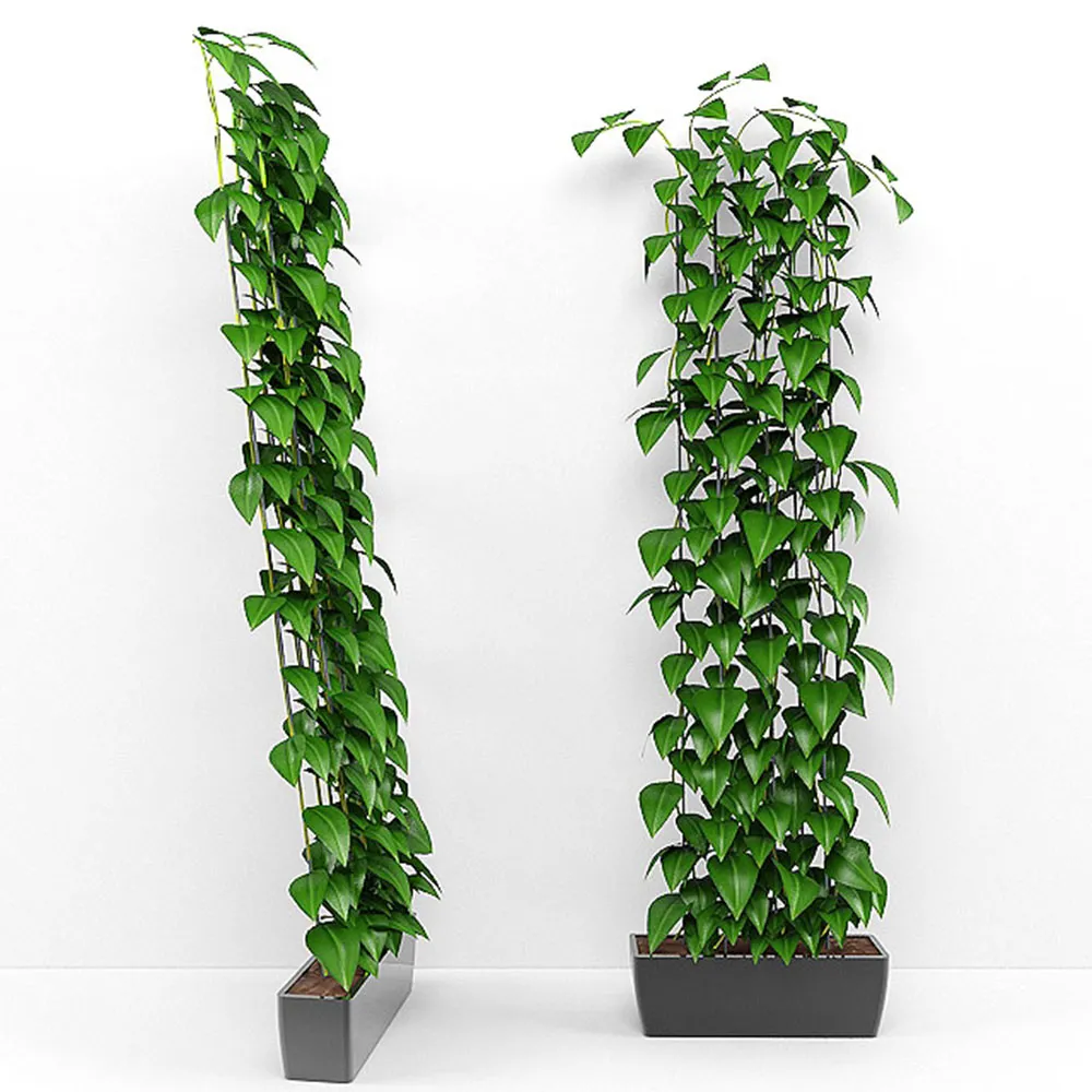 decoration – Climbing plants 3D Model