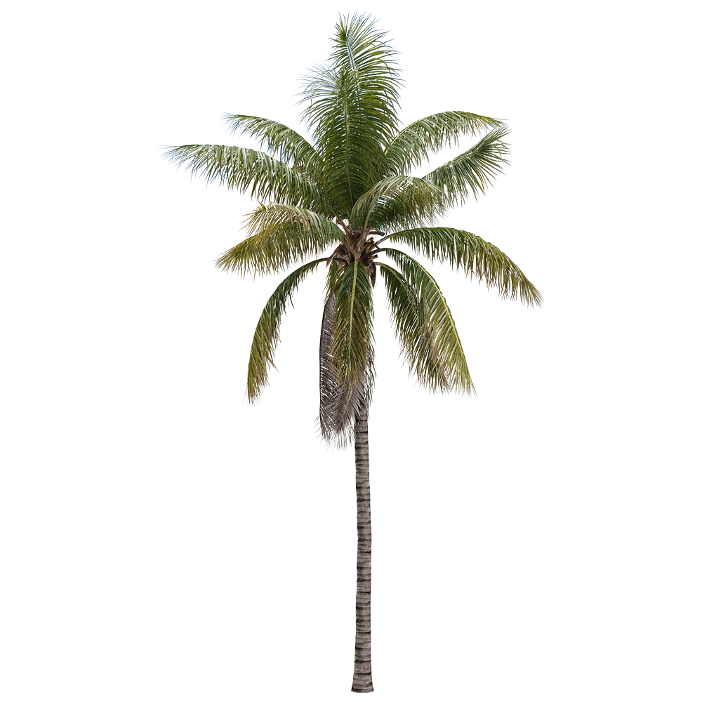 decoration – Cocos nucifera 1 3D Model decoration – Cocos nucifera 1 3D Model