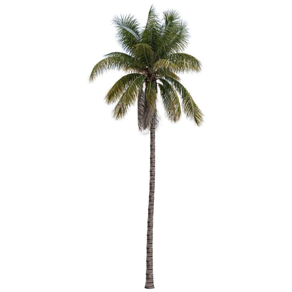 decoration – Cocos nucifera 2 3D Model