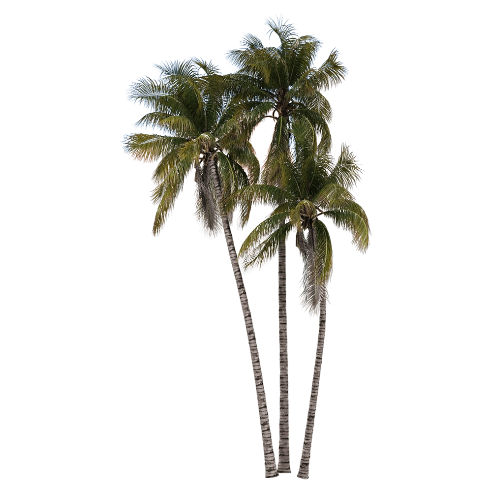 decoration – Cocos nucifera 3 3D Model