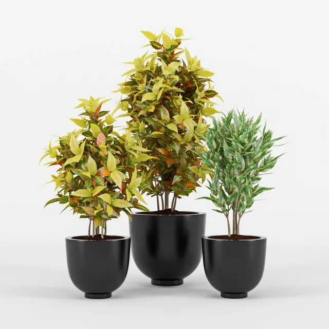 decoration – Codiaeum variegatum 3D Model decoration – Codiaeum variegatum 3D Model