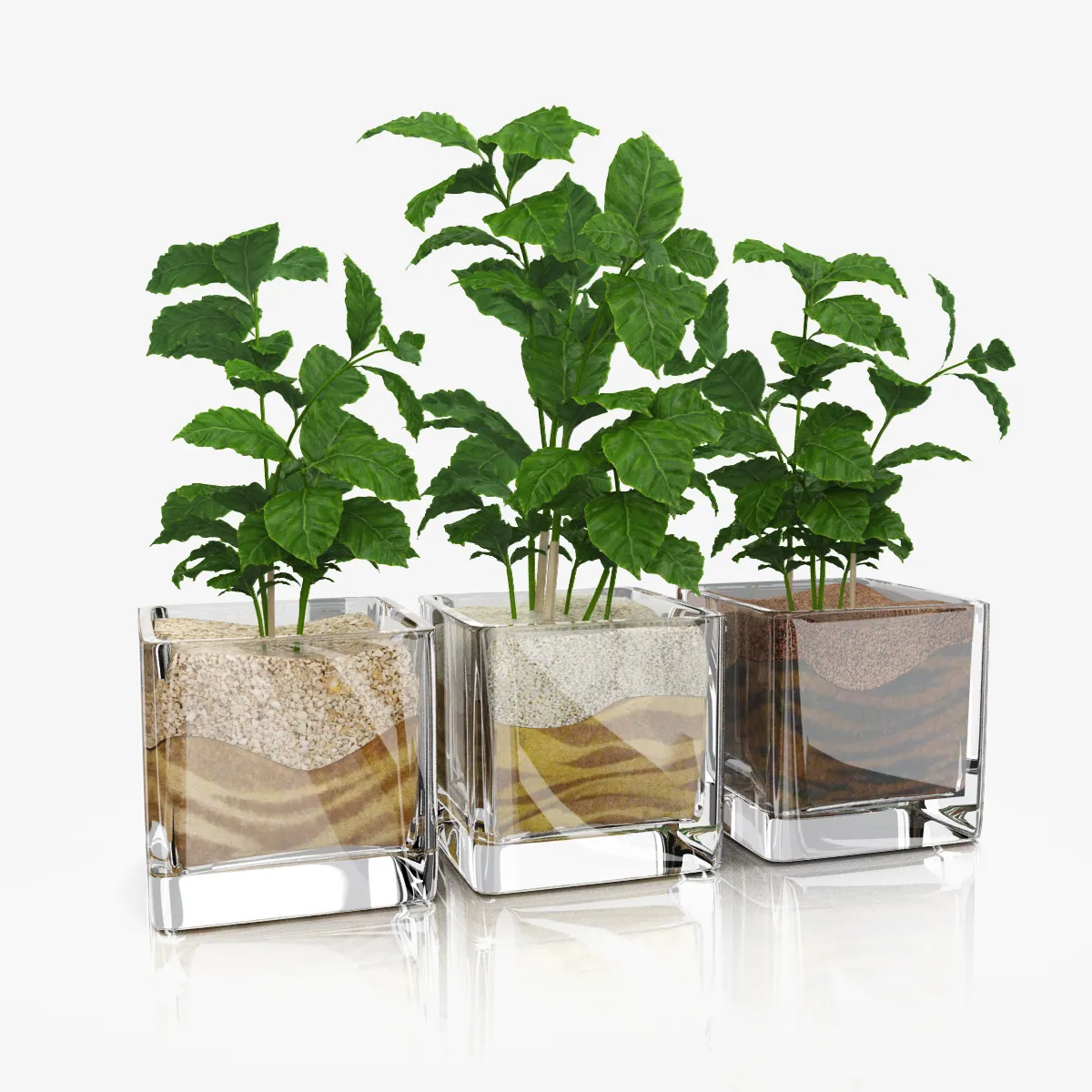 decoration – Coffee tree in glass pots 5 3D Model