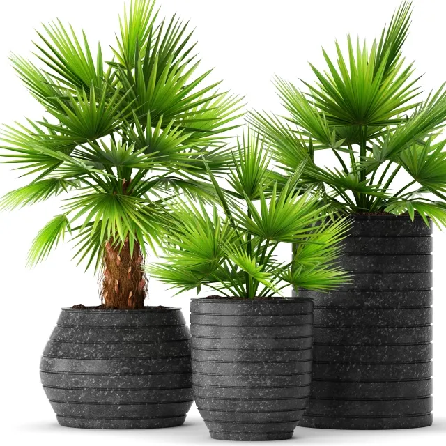 decoration – collection of palms 3D Model