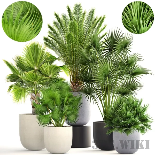 decoration – Collection of plants 185 3D Model decoration – Collection of plants 185 3D Model
