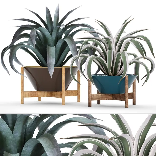 decoration – Collection of plants 3D Model