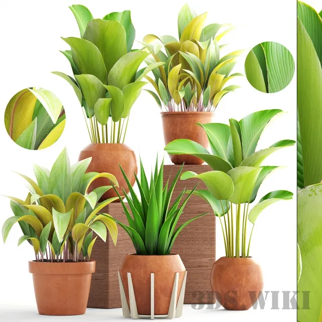 decoration – Collection of plants 3D Model decoration – Collection of plants 3D Model