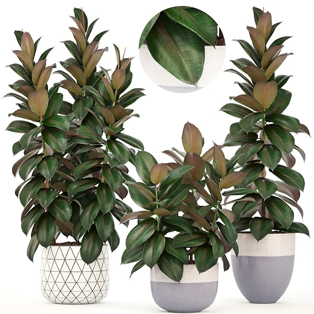 decoration – Collection of plants Ficus elastica 3D Model
