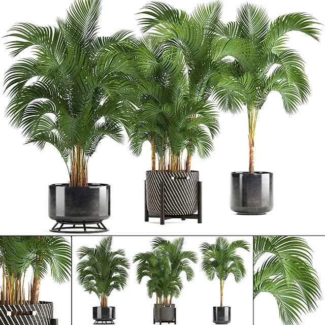 decoration – Collection of plants  Howea forsteriana 3D Model