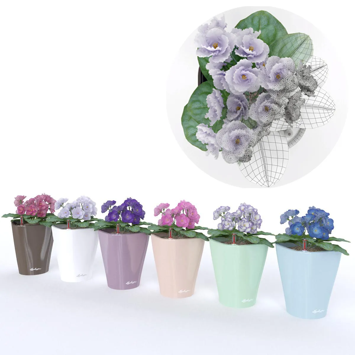 decoration – Colored violets 01 3D Model