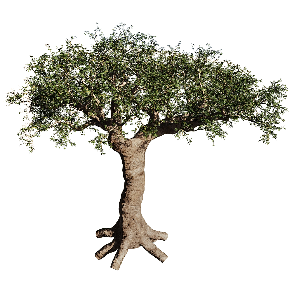 decoration – Commiphora Myrrha 01 01 3D Model