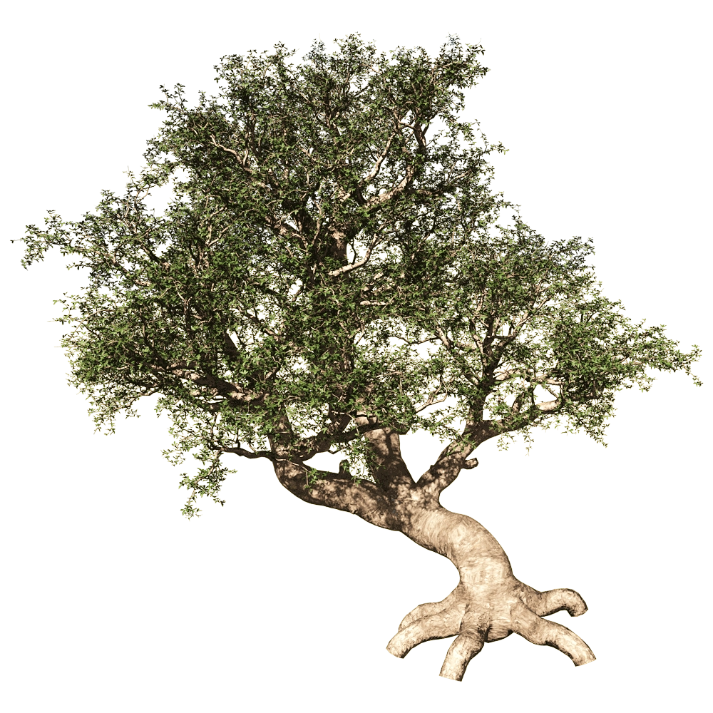 decoration – Commiphora Myrrha 01 02 3D Model