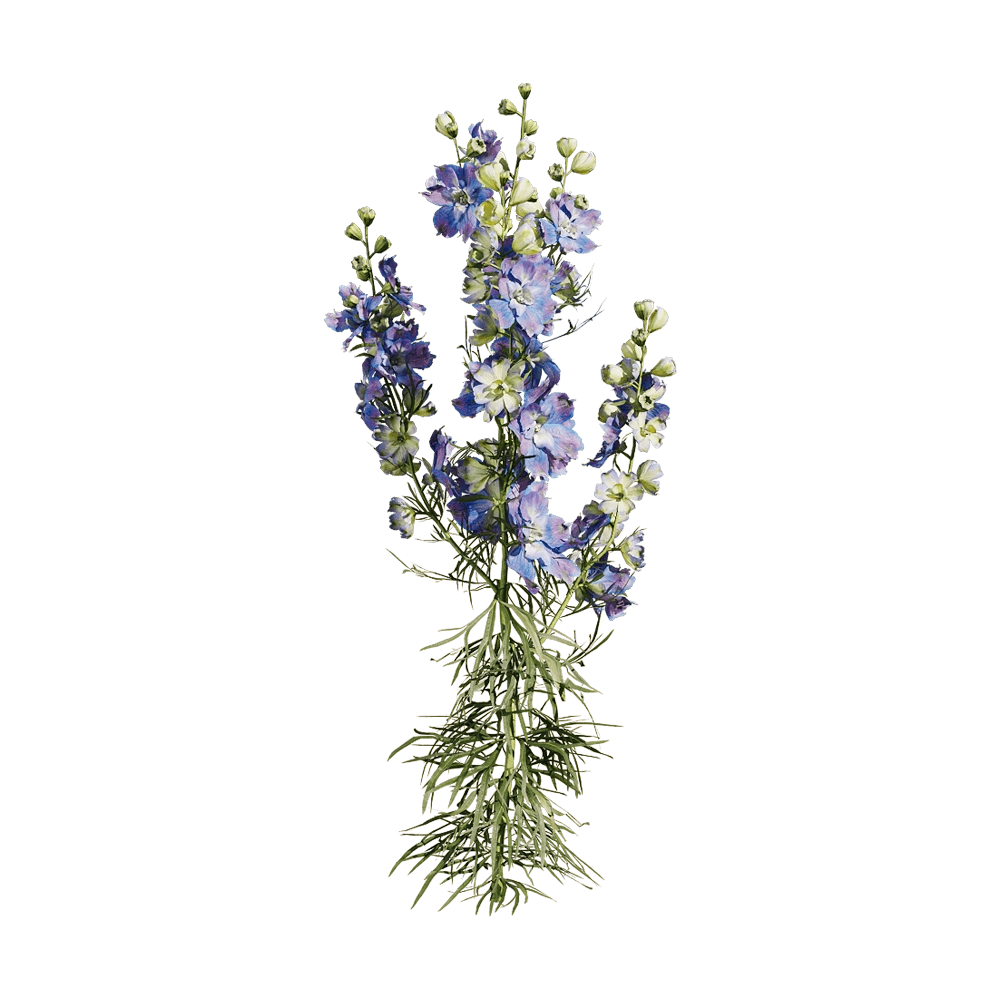 decoration – Consolida ajacis 1 3D Model decoration – Consolida ajacis 1 3D Model