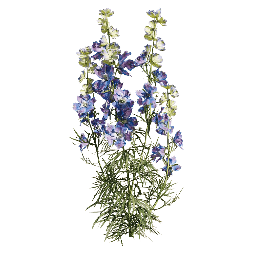 decoration – Consolida ajacis 2 3D Model decoration – Consolida ajacis 2 3D Model